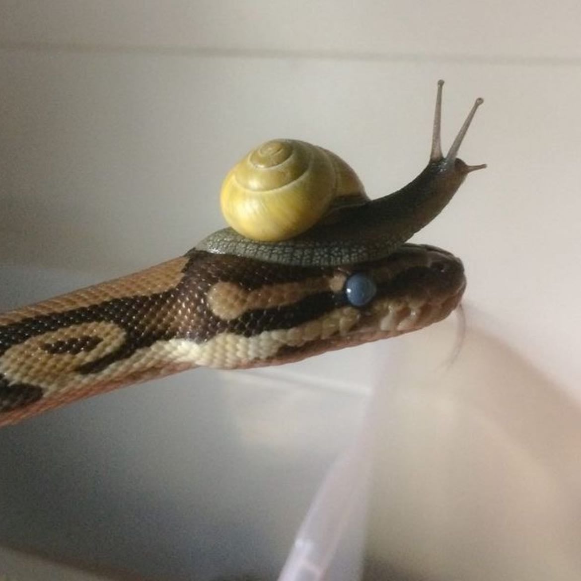 reptiles - he has a thing for snakes
