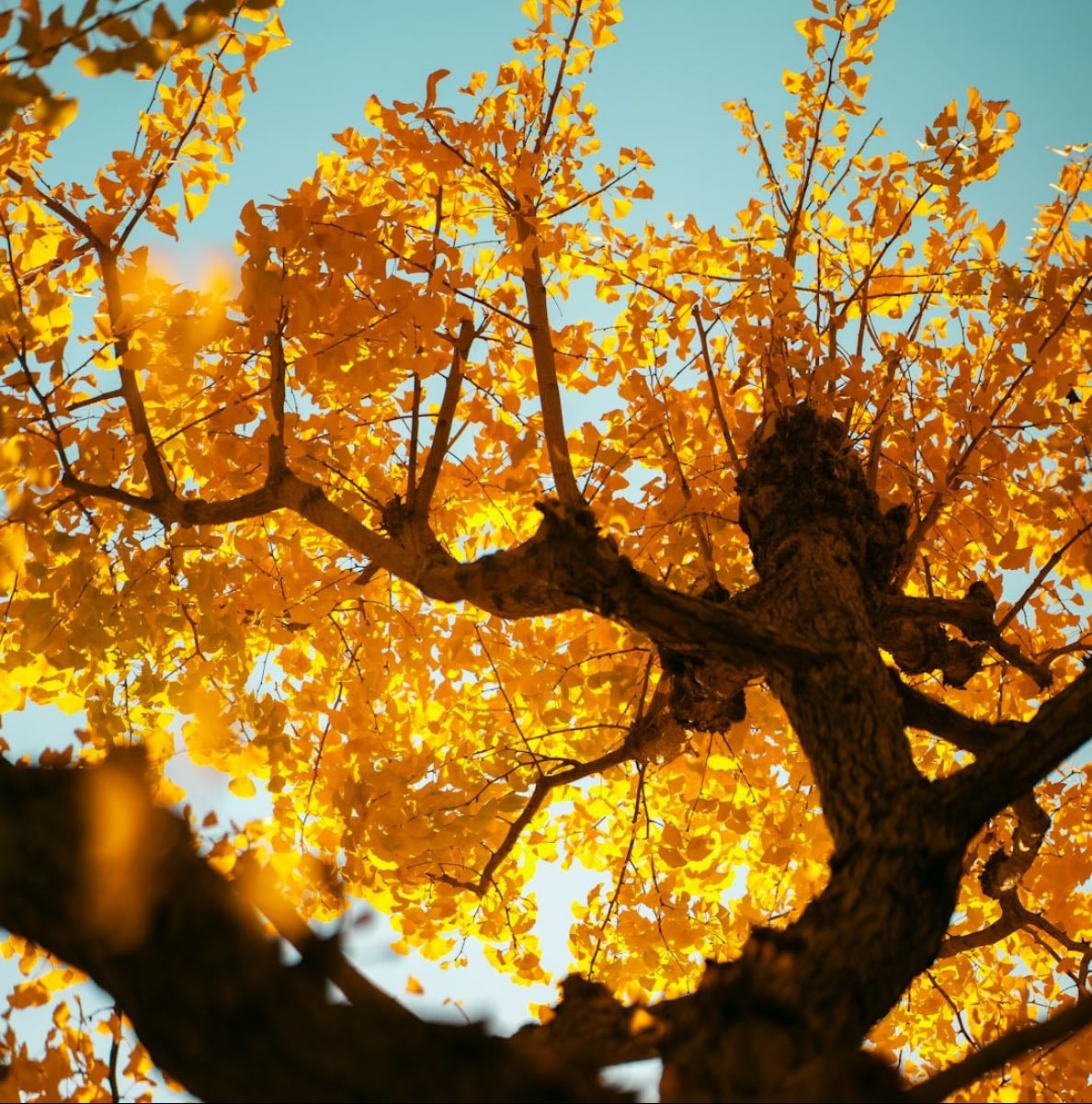 🍁𝐅𝐚𝐥𝐥 𝐌𝐨𝐯𝐢𝐞𝐬 ʕ•ᴥ•ʔ🍁