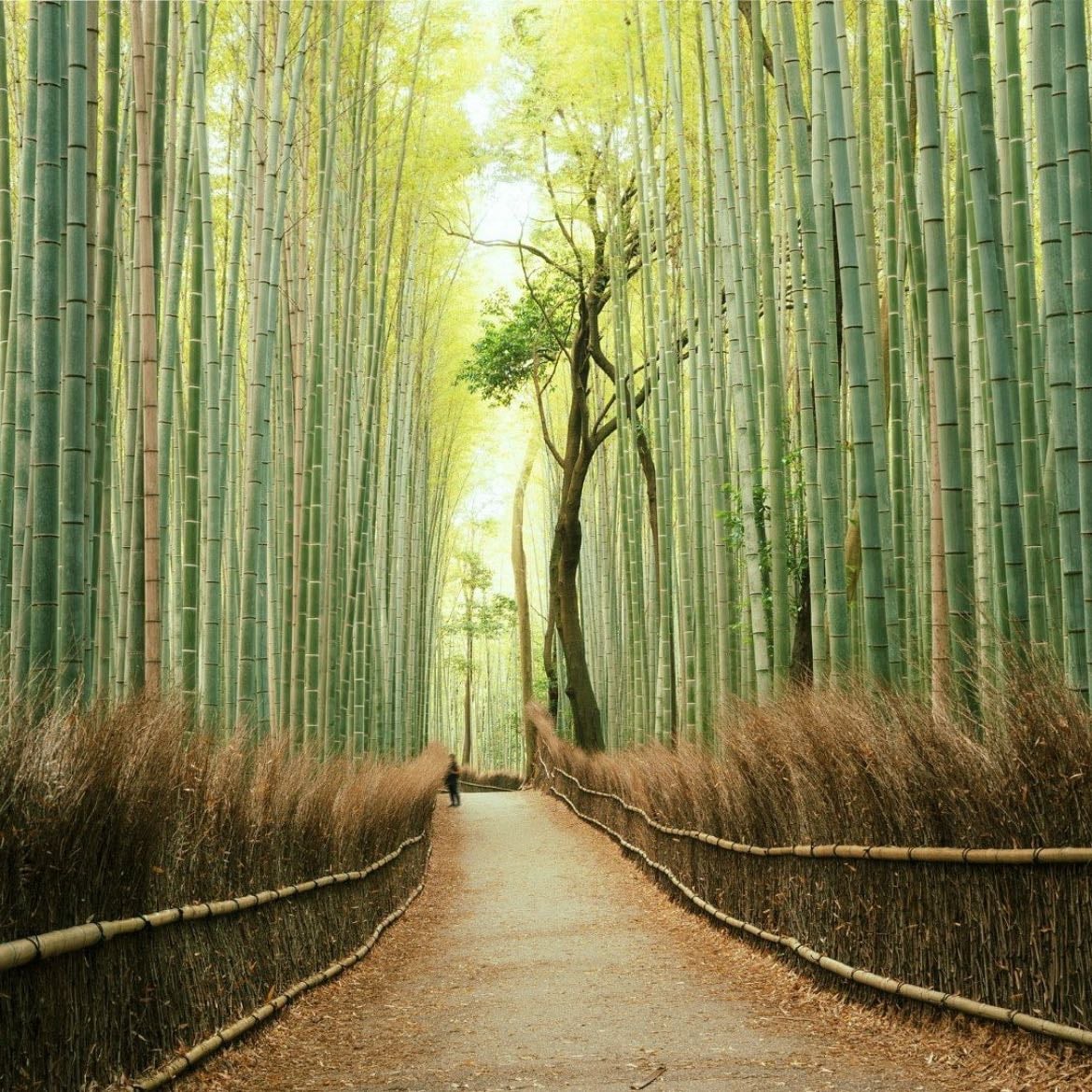 Arashiyama