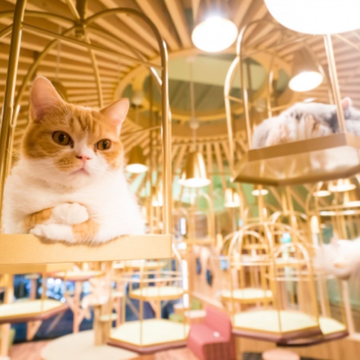 Cat cafe MoCHA (Mocha) Osaka Shinsaibashi