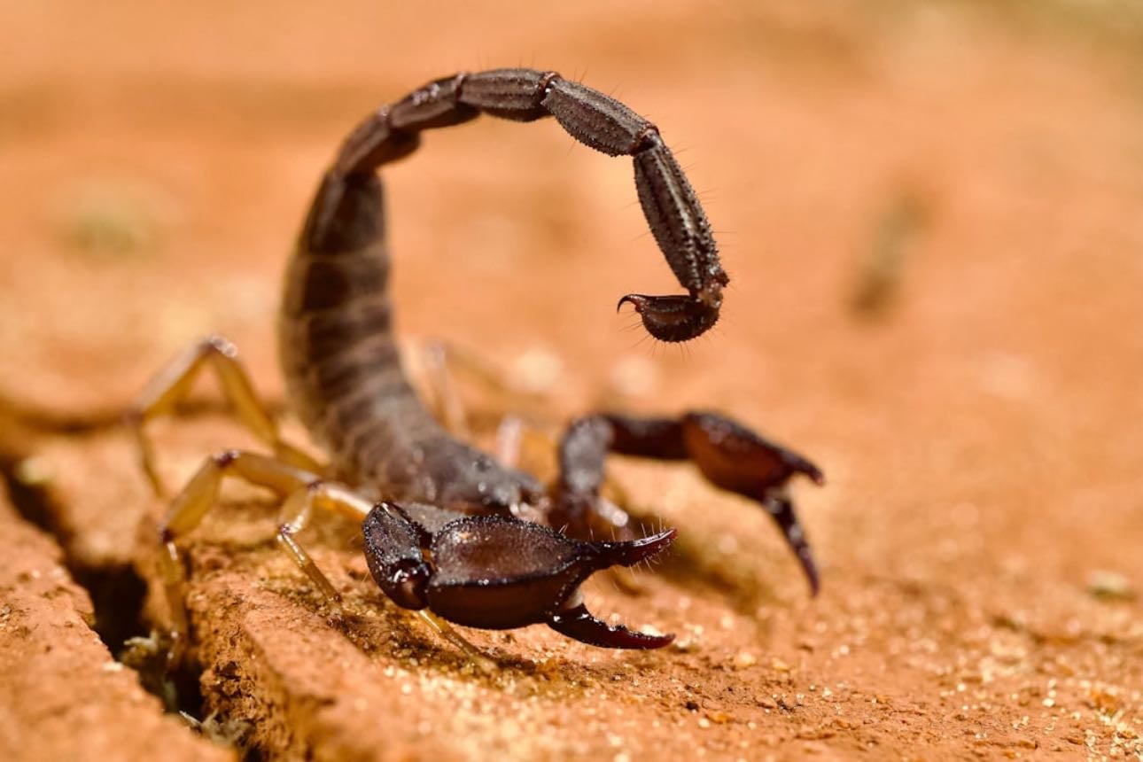 ♏ Scorpio - Petite Sirah