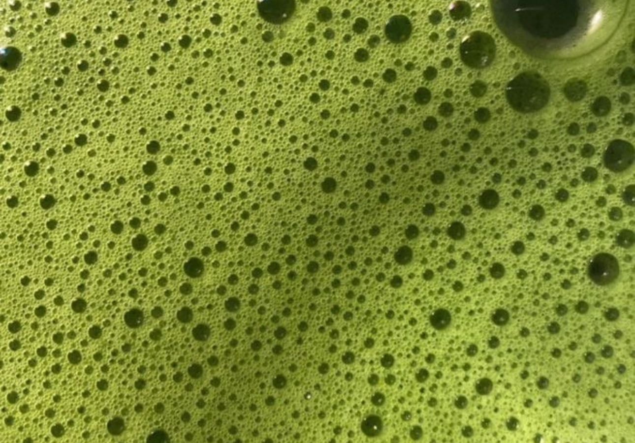 matcha en tj