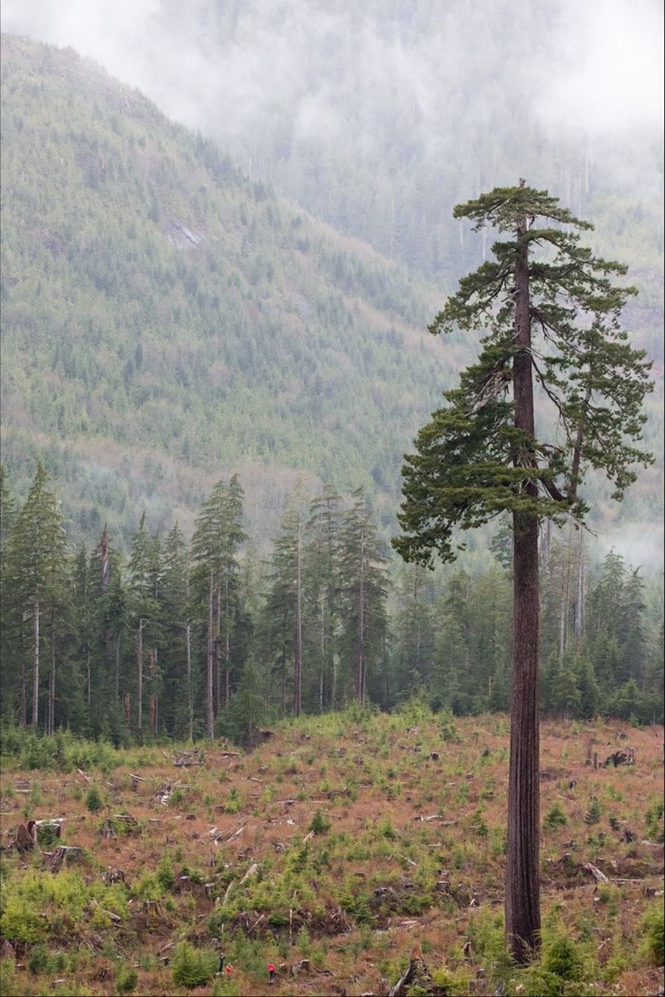 douglas fir - tree 5ever ask me about the pinecones i dare you