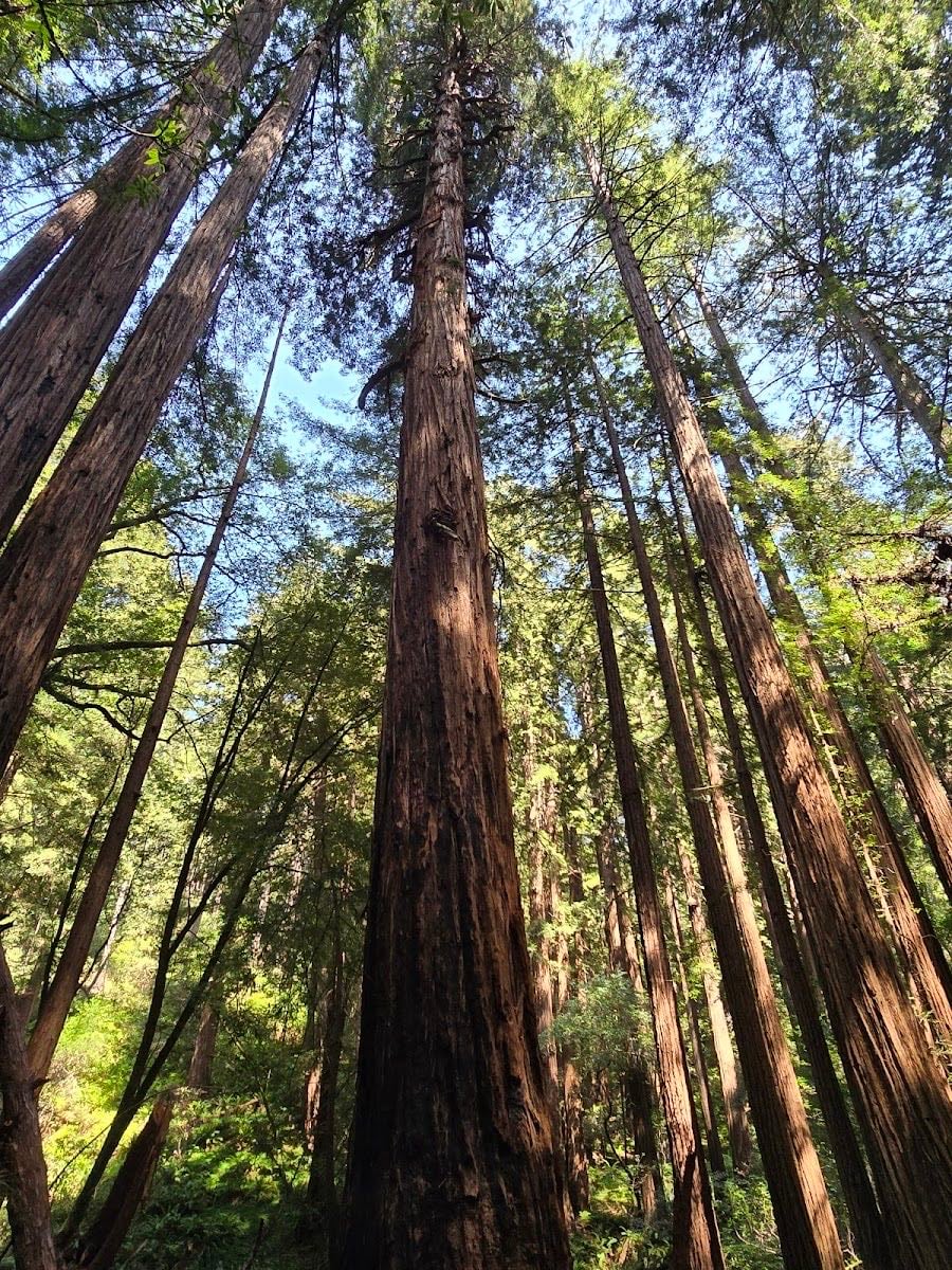 Muir Woods