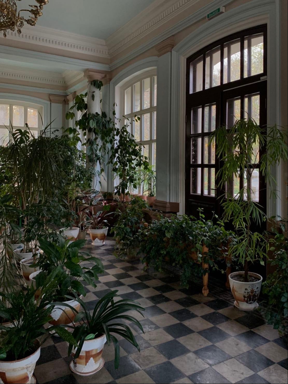 Tons of indoor plants