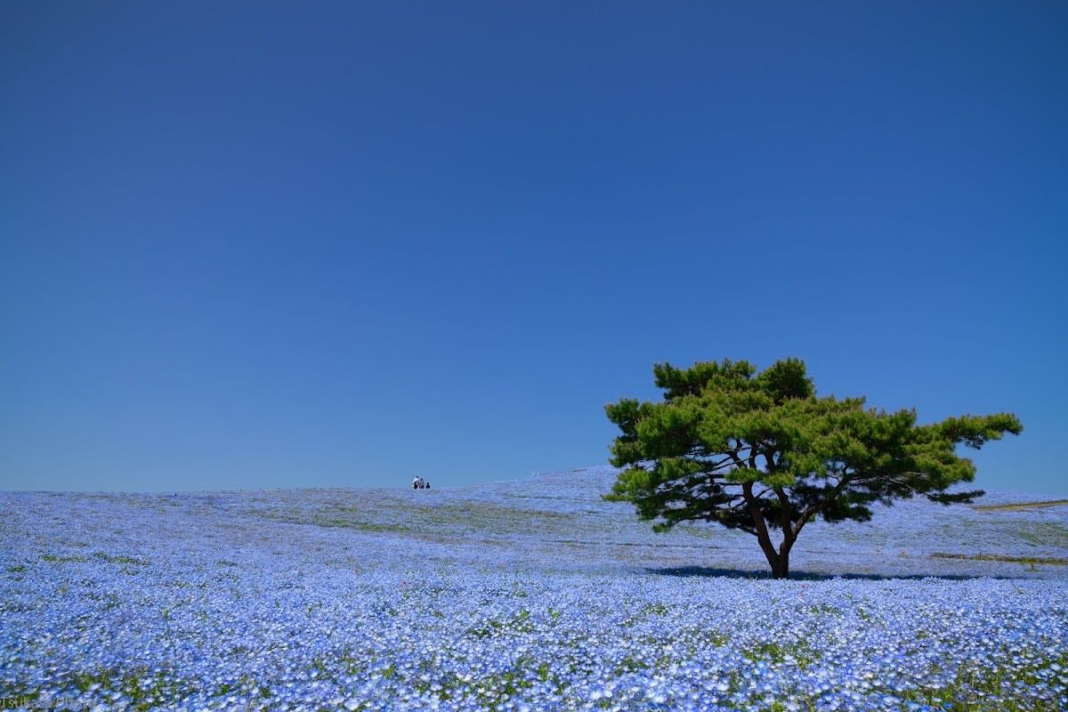 Hitachi Seaside Park