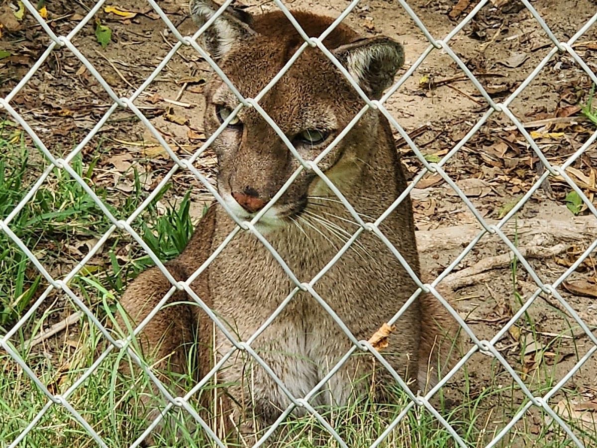 Margarita Zoo