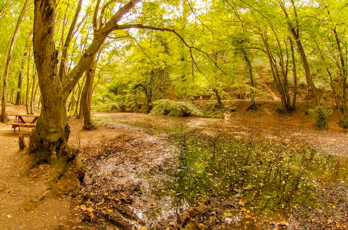 Belgrad Ormanı