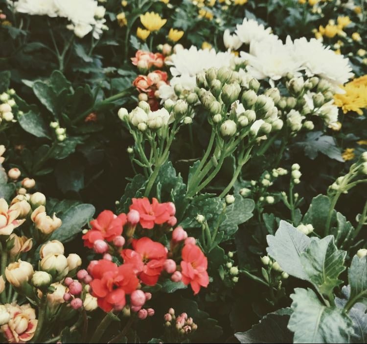 Favorite plants or flowers - other hypelist by Maya
