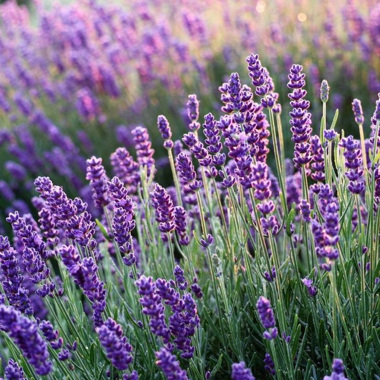 Lavender - Smell is amazingggg