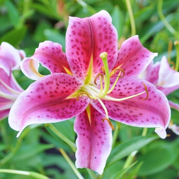Tiger lily - So summer