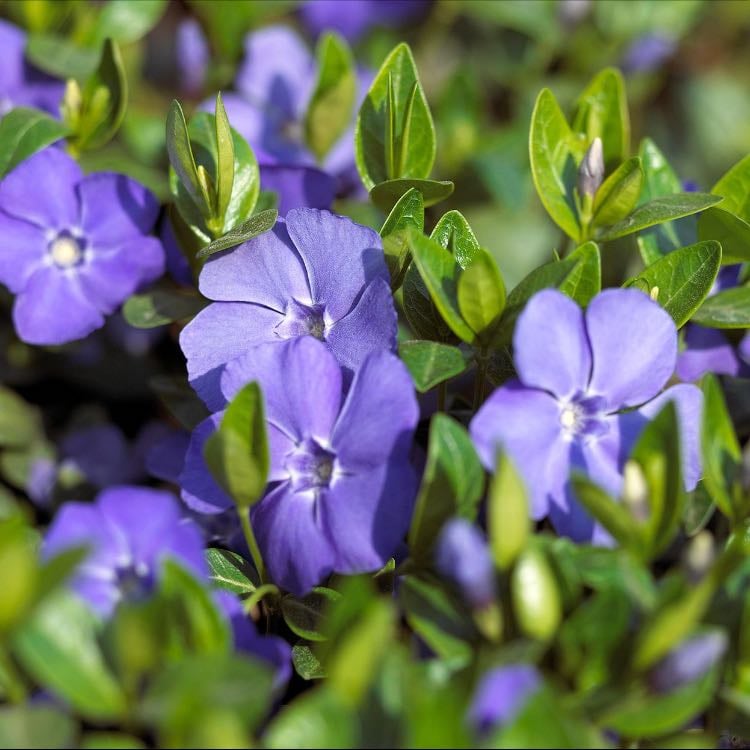 Periwinkle - Amazing colour omg
