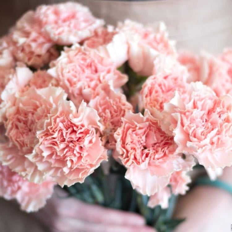 Carnations - So pretty and girly