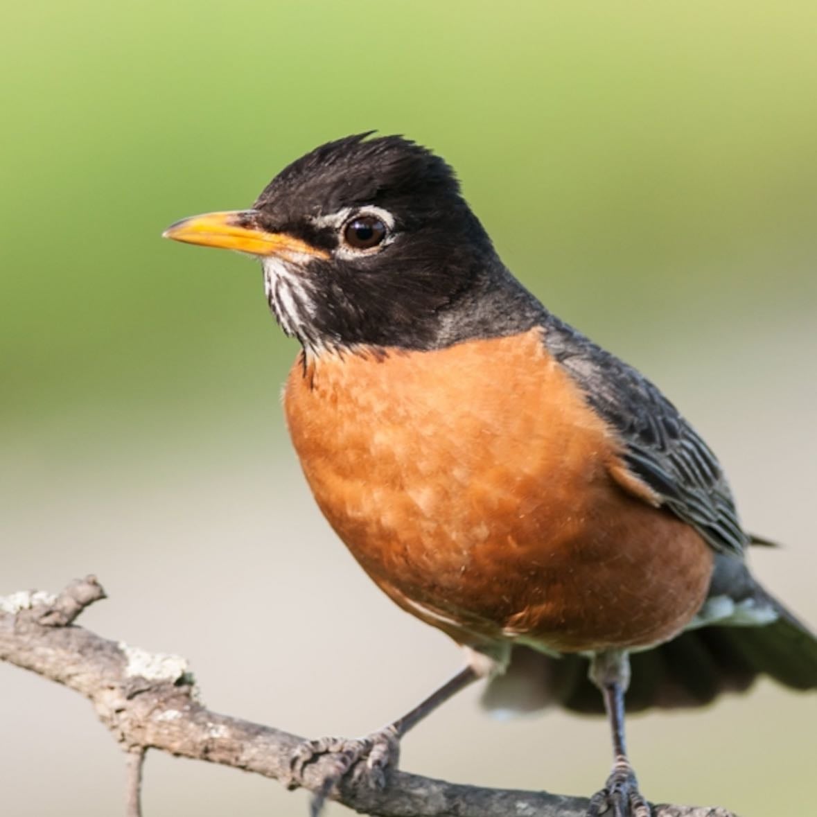 Robin