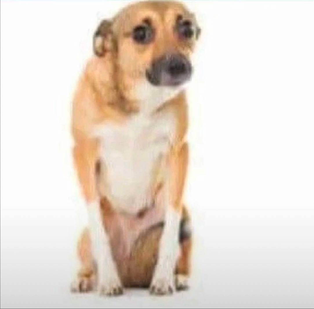 this awkward dog