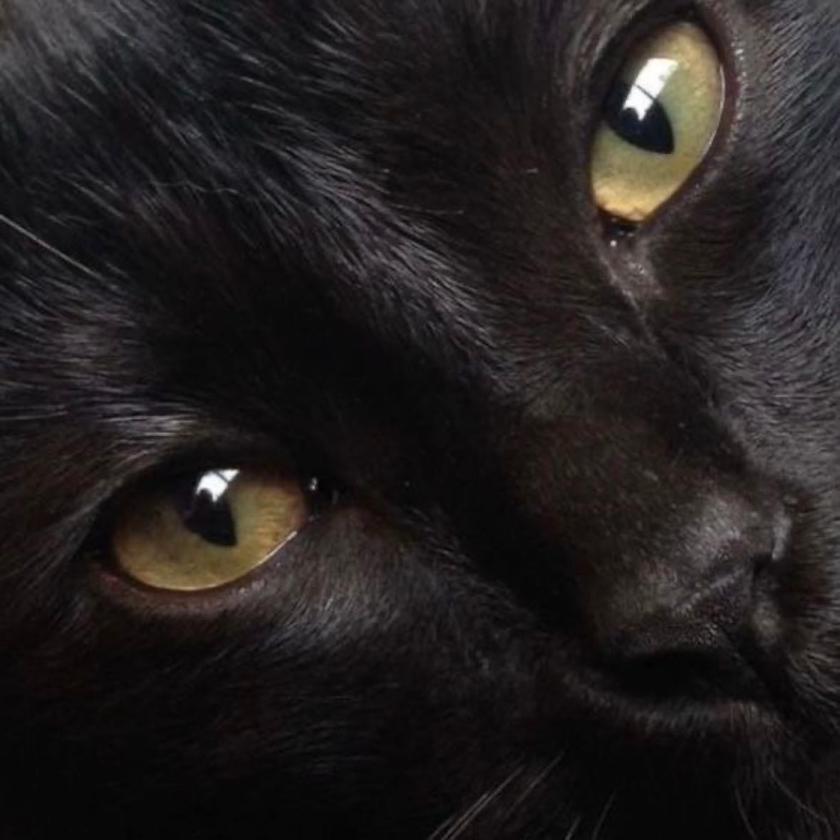 black cats
