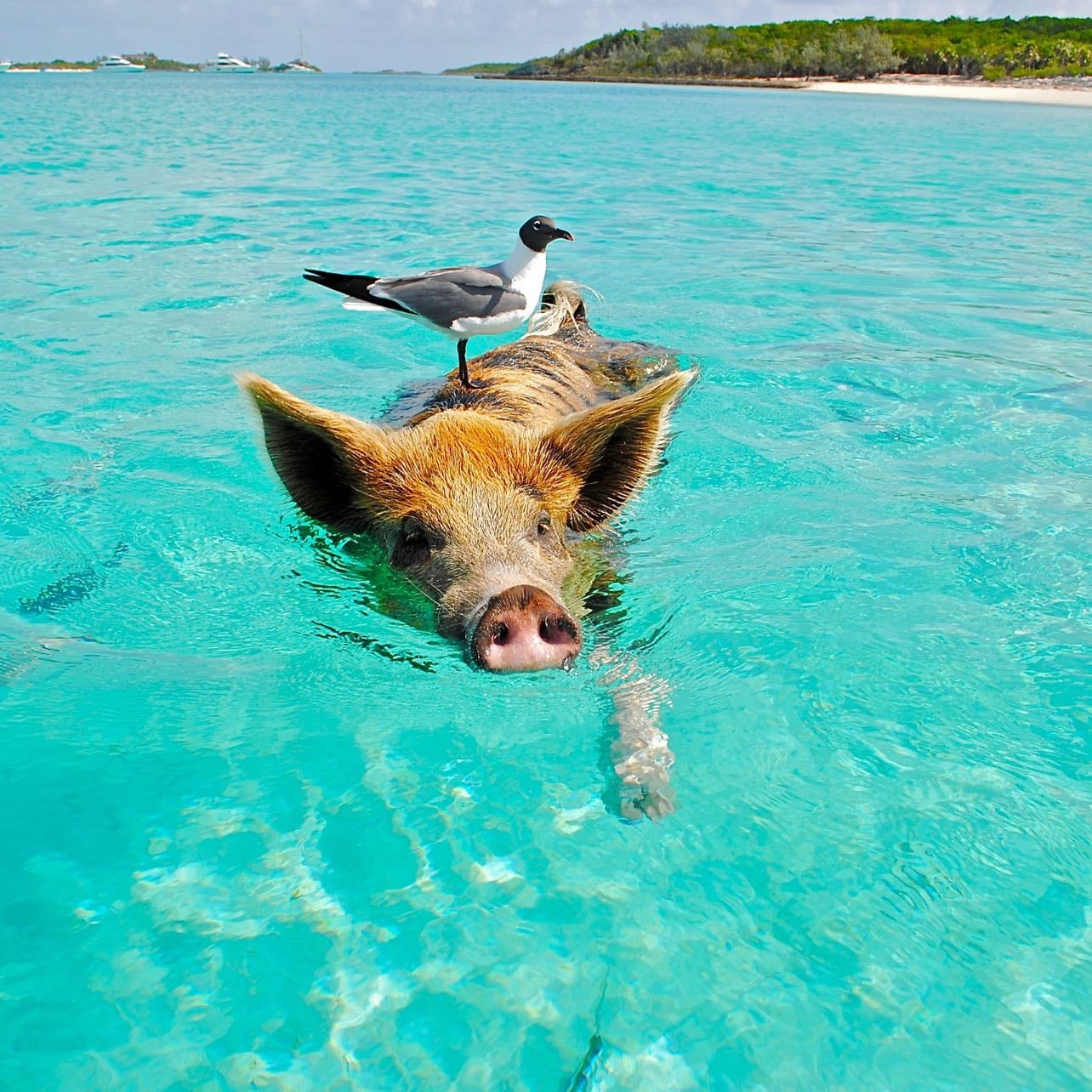 The Bahamas