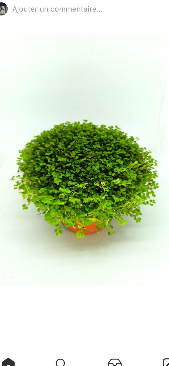 soleirolia soleirolii - Helixne