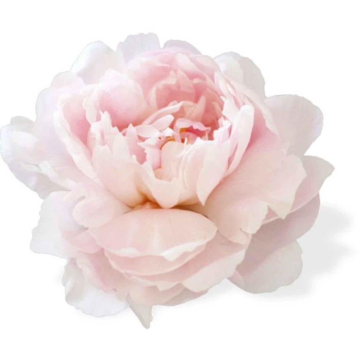 pivoines