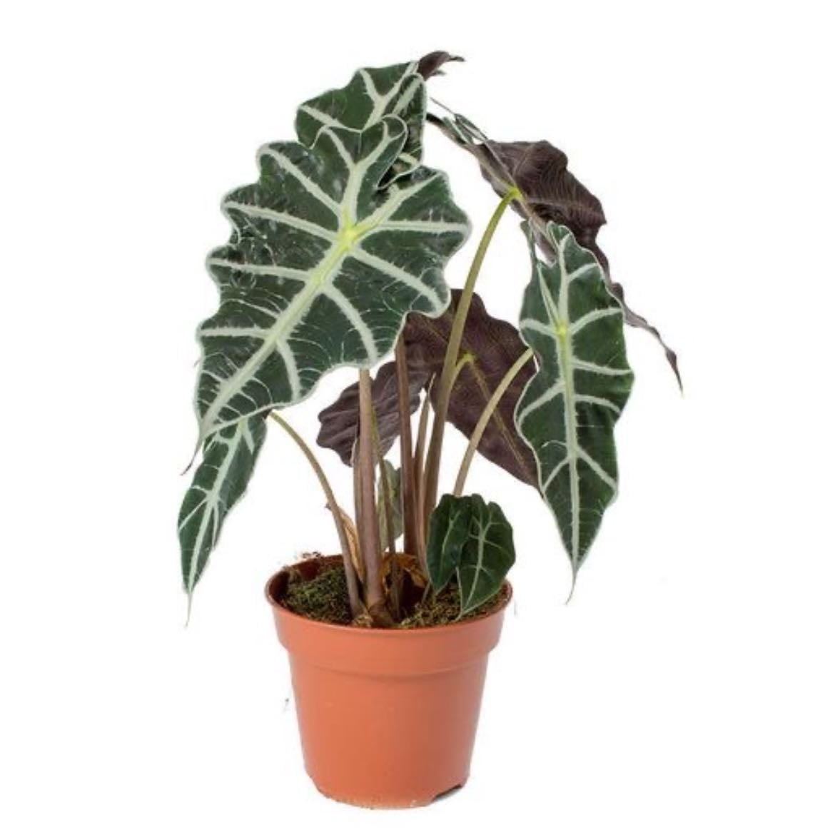alocasia