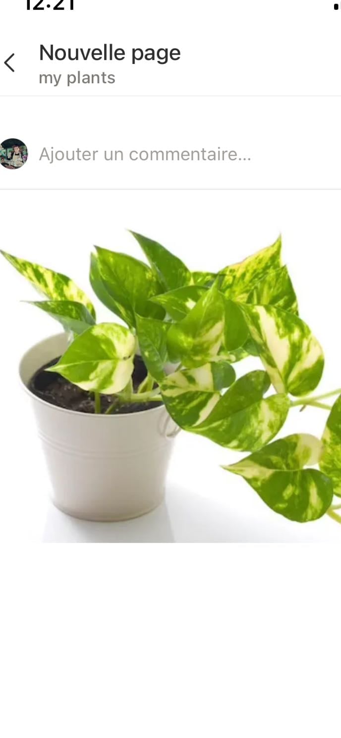 philodendron - toutes les couleurs
