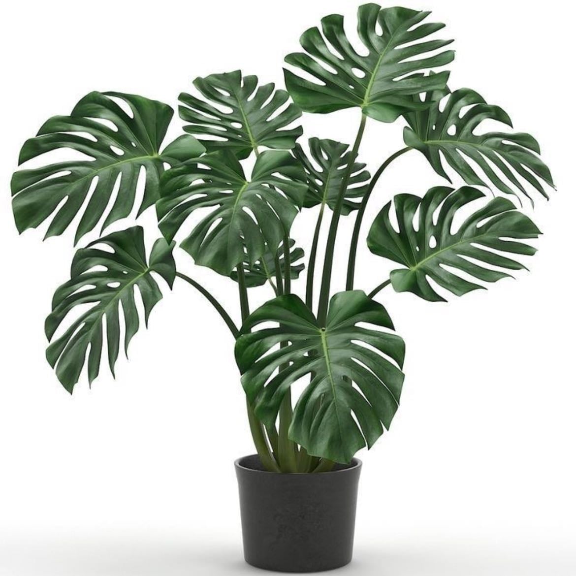 monstera