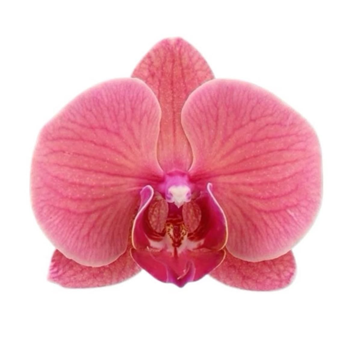 orchidée