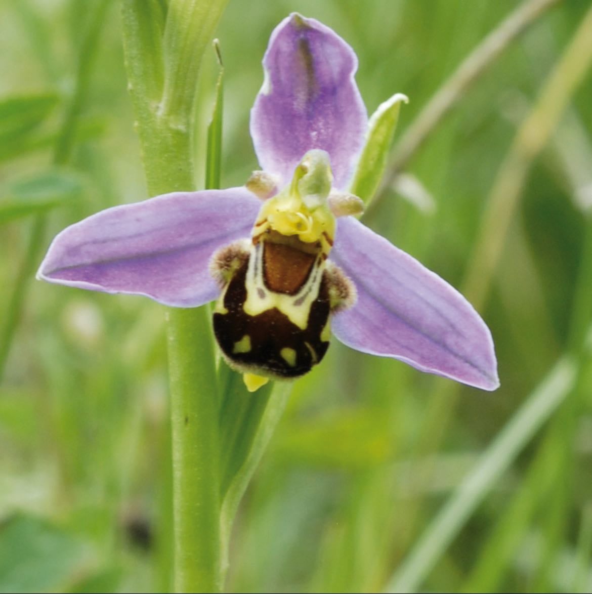 orchidée sauvage