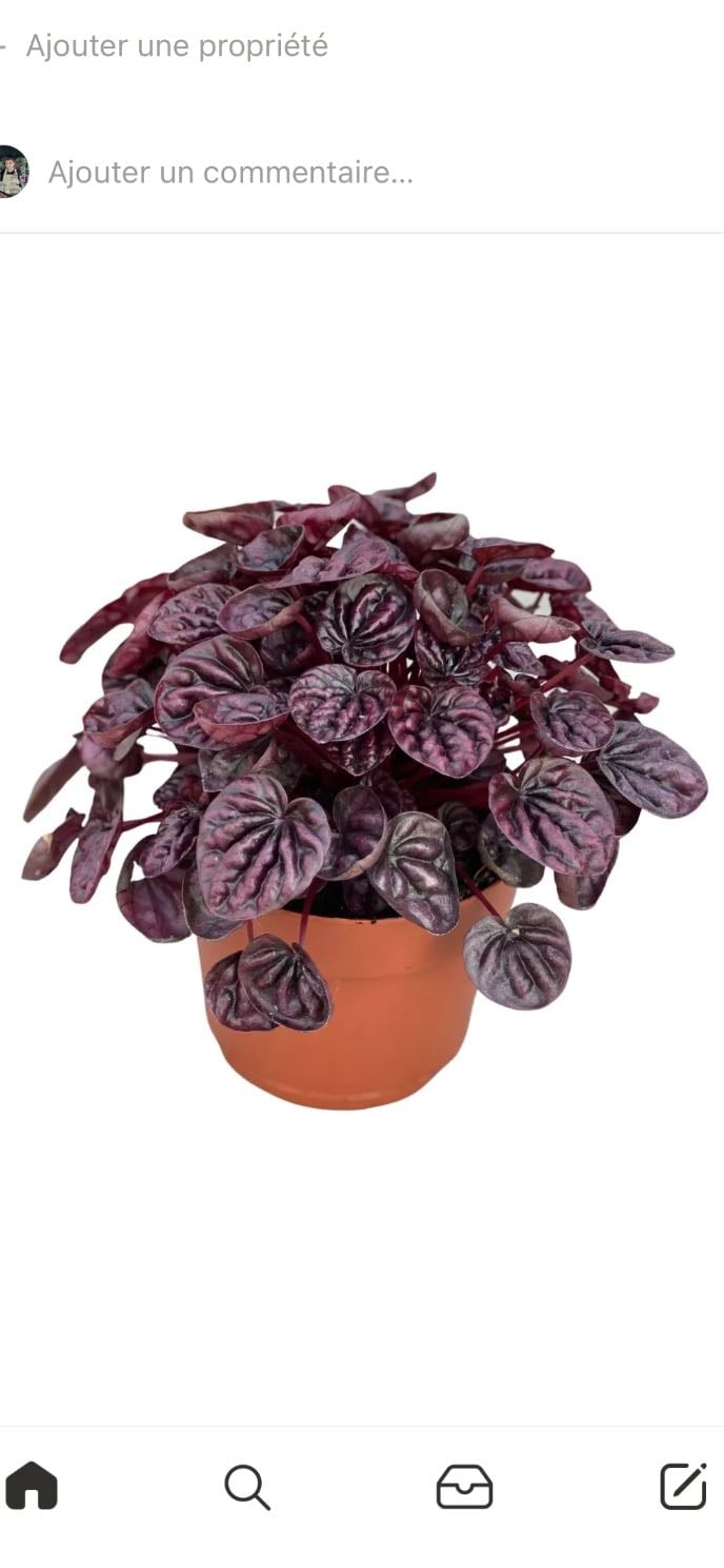 pepperomia