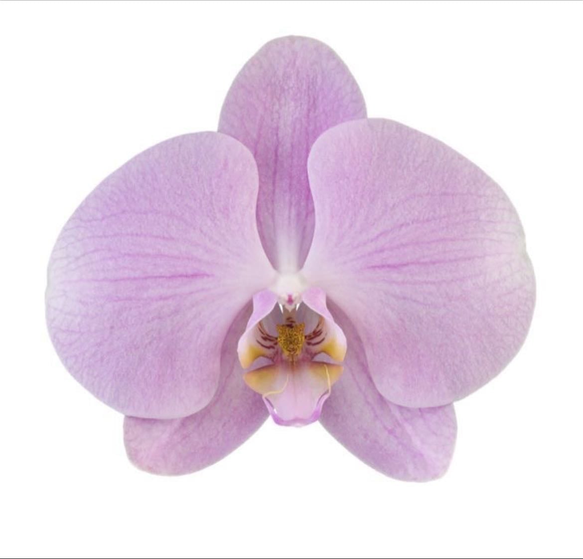orchidée