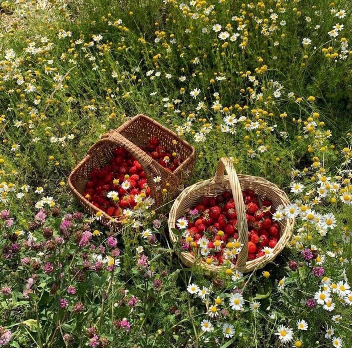 berry picking