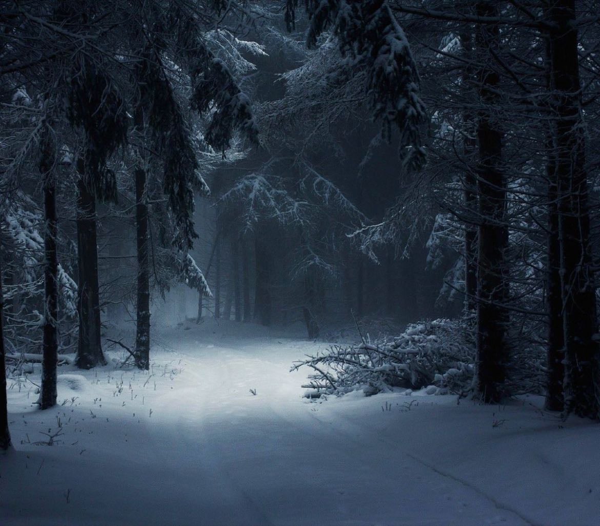 snow-covered forest during twilight - i have such an attachment to secluded and moody places