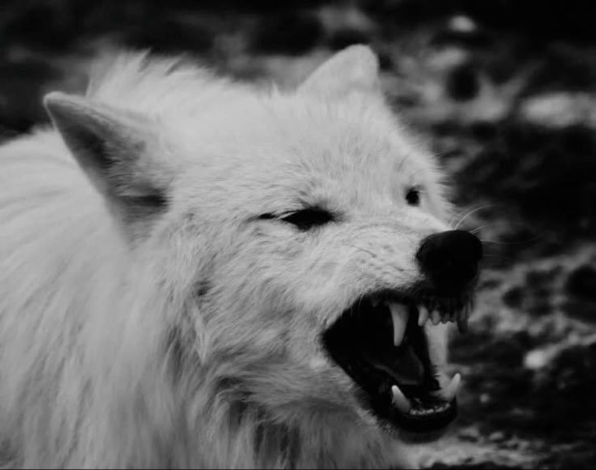 she-wolf of a close pack - my spiritual animal