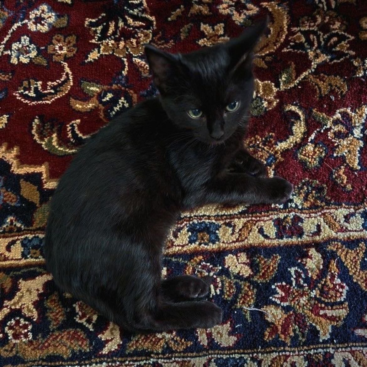 a black cat - as in personality trait