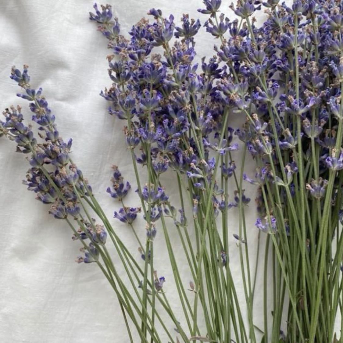 lavender - scent and flower