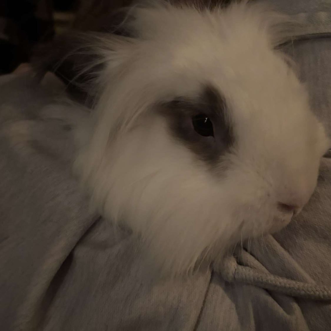 bunnies - (rupert)