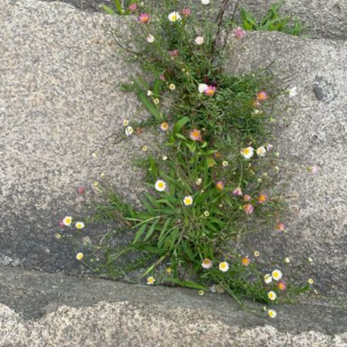 flowers growing out of concrete