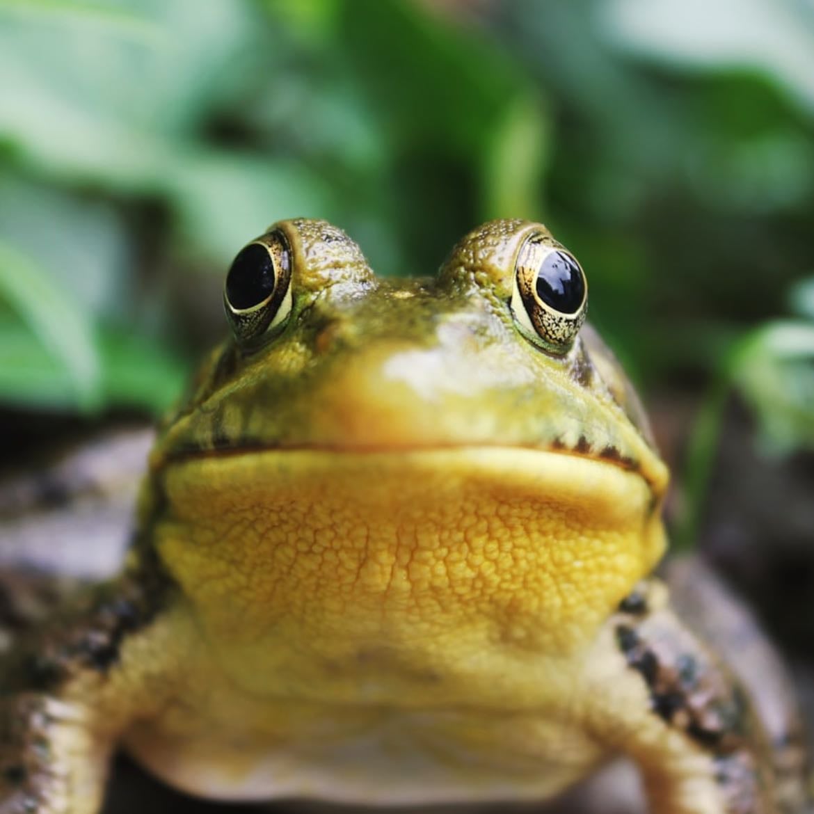 To do any type of career relating to frogs - I love them