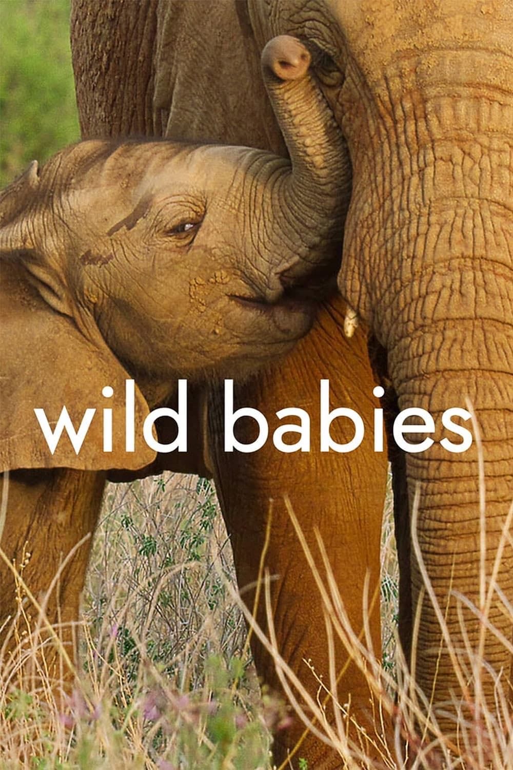 Wild Babies - 2022