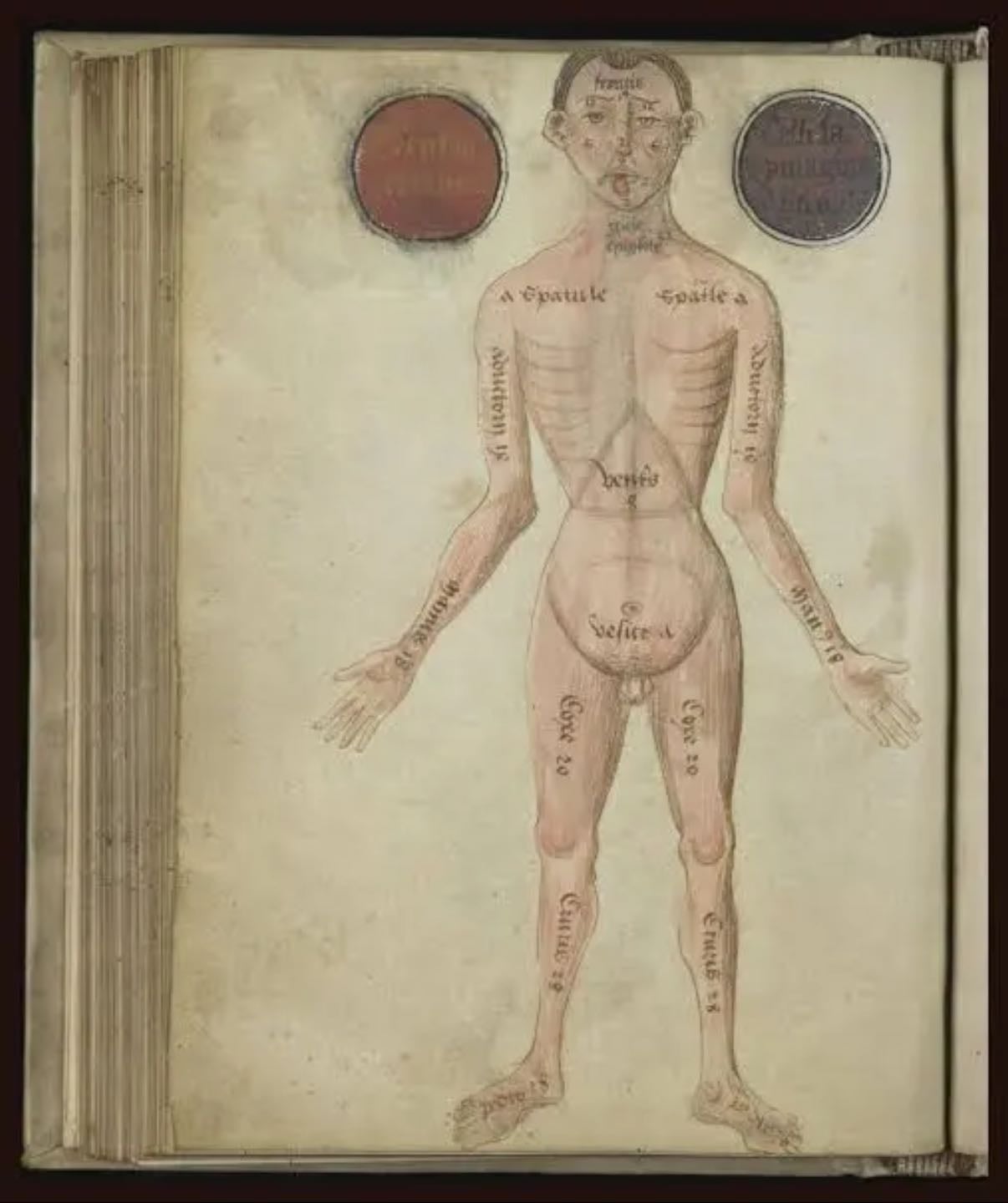 Ancient Rome’s most notorious doctor - TED-Ed