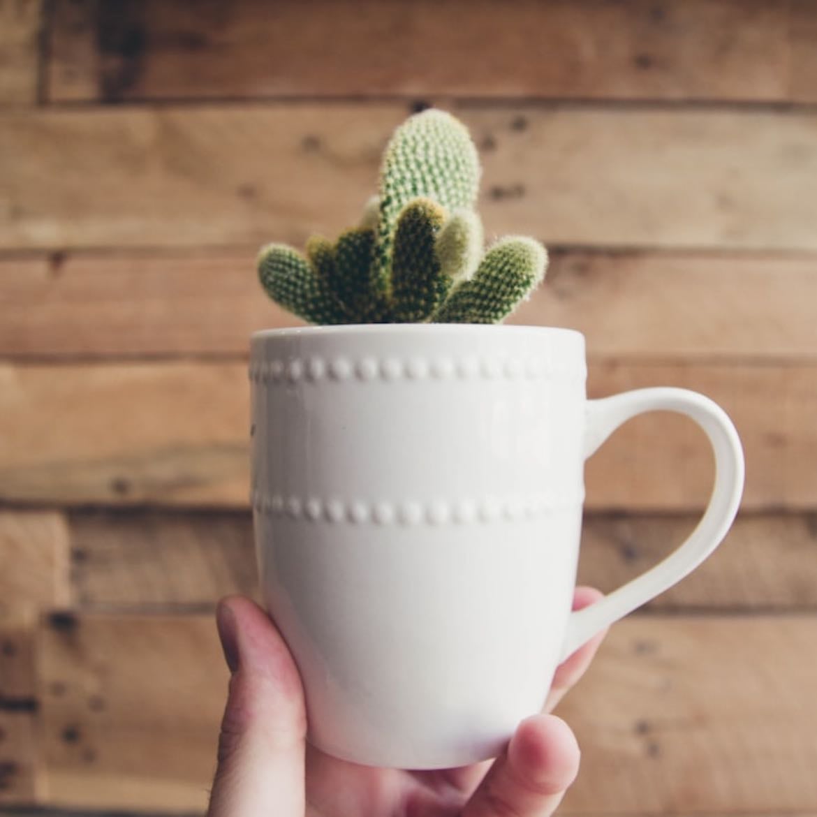 Cuida las plantitas