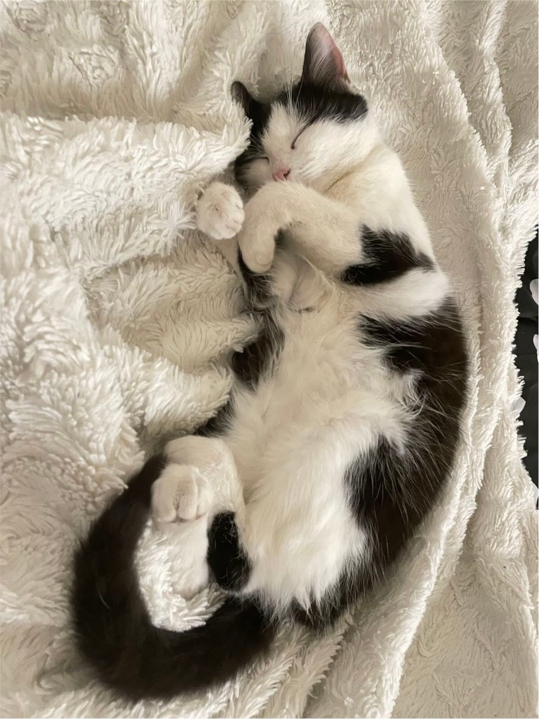 Black and white cats