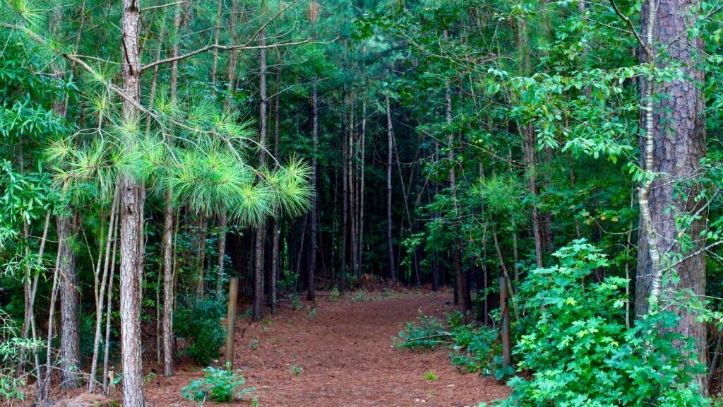 Carl Alwin Schenck Memorial Forest