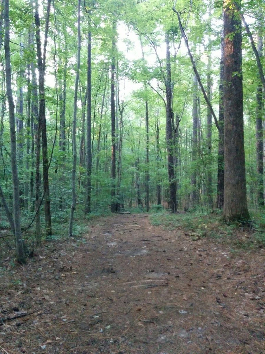 Duke Forest