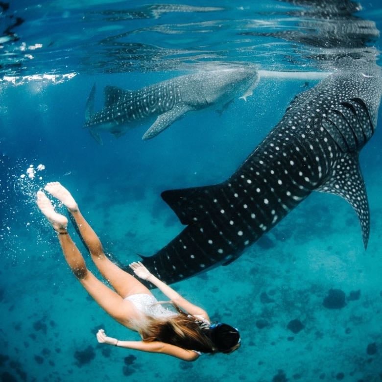 Nadar con tiburones