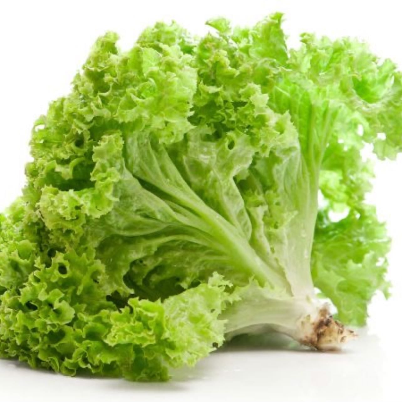 Lechuga