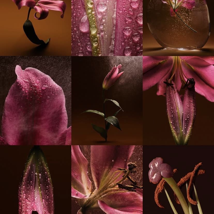 Suzanne saroff - Gros plan fleur/food