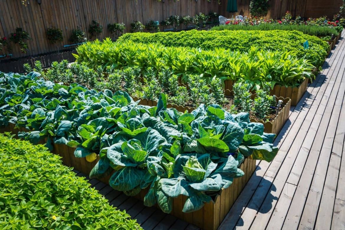 un potager