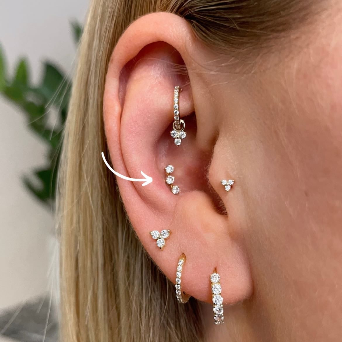 conch