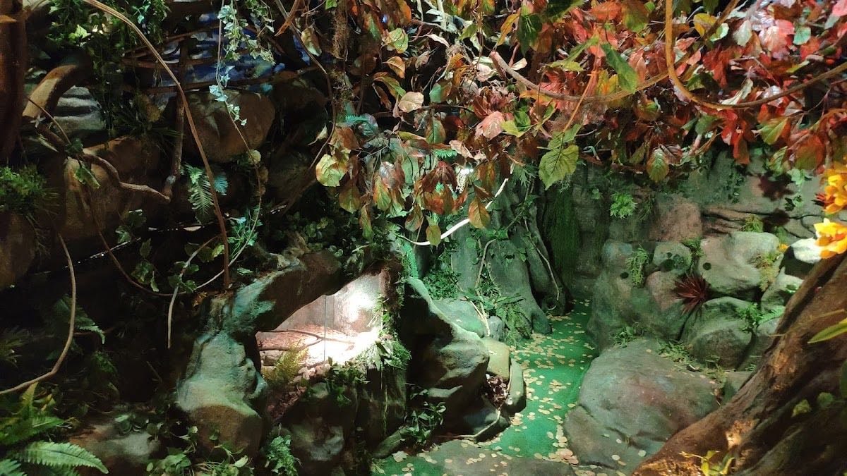 Na Floresta Conscientização Ambiental